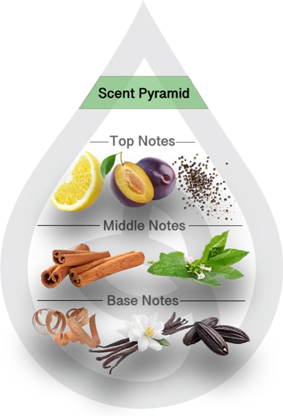 Scent Pyramid for 1912 Clean Fragrance