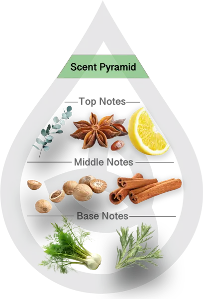 Scent Pyramid for Absinthe Clean Fragrance