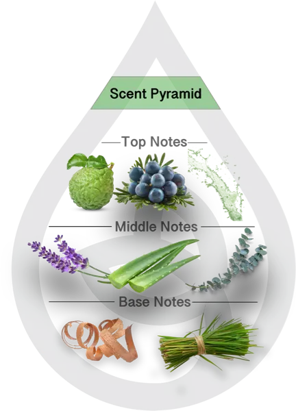Scent Pyramid for Aloe Juniper Type Clean Fragrance