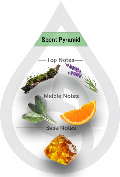 Scent Pyramid for Amber Moss Clean Fragrance