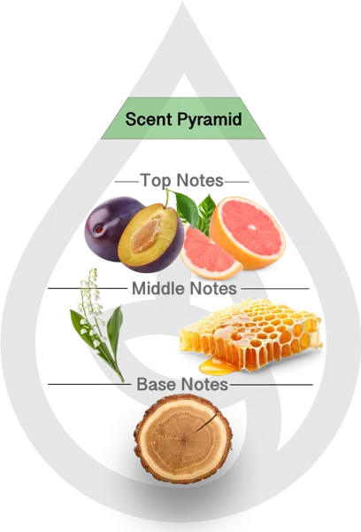 Scent Pyramid for Amika Clean Fragrance
