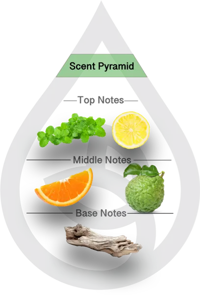 Scent Pyramid for Amalfi Lemon & Mint Clean Fragrance