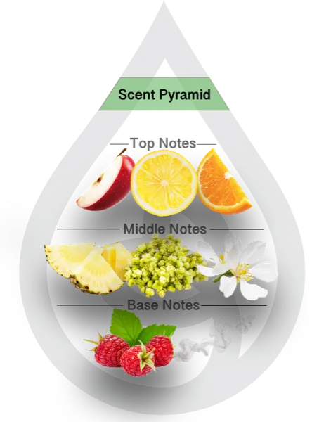 Scent Pyramid for Citrus Yao Clean Fragrance Base