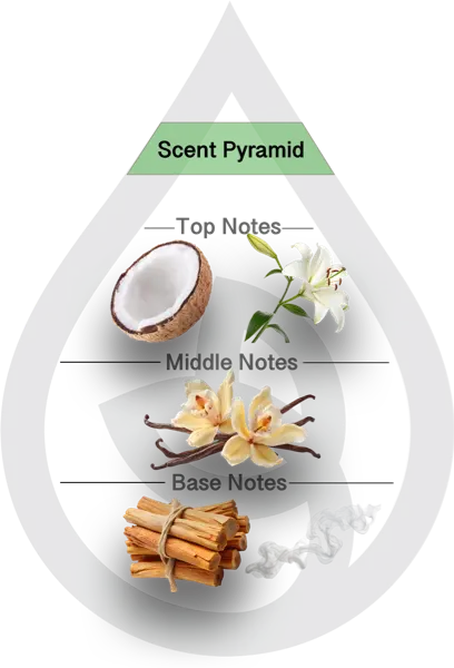 Scent Pyramid for Beechwood Vanilla Clean Fragrance