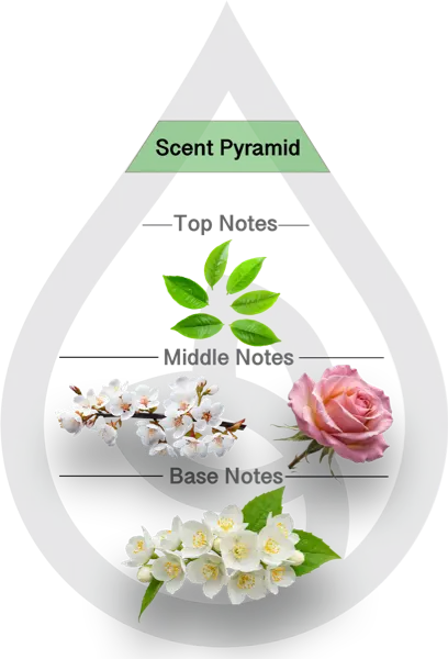 Scent Pyramid for English Tea Rose Clean Fragrance