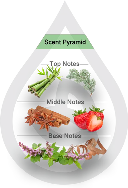 Scent Pyramid for Black Bamboo Clean Fragrance
