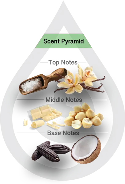 Scent Pyramid for Cardamom Vanilla Clean Fragrance