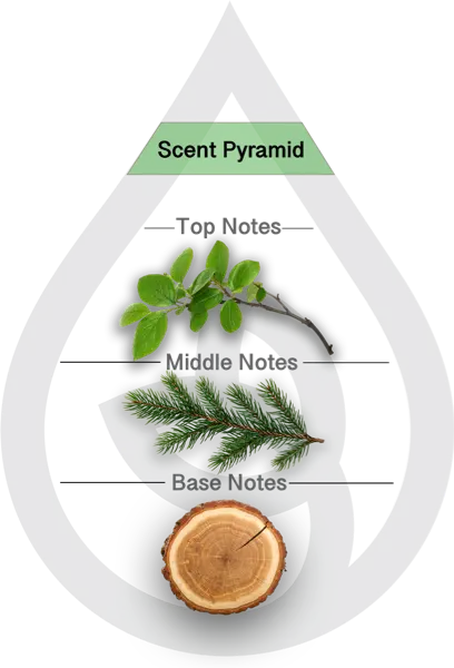 Scent Pyramid for Frasier Fir Clean Fragrance
