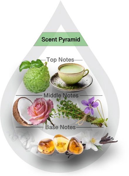 Scent Pyramid for Green Tea & Thyme Clean Fragrance