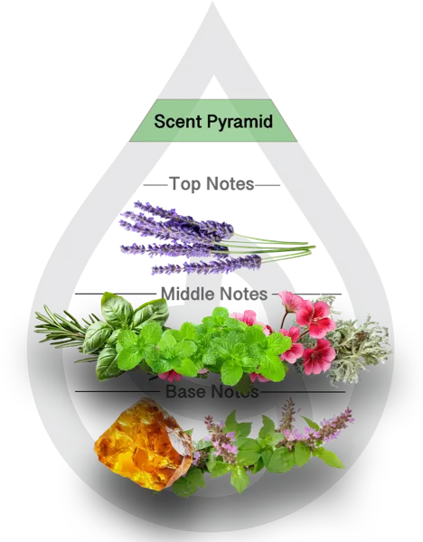 Scent Pyramid for Homme du Jour Clean Fragrance
