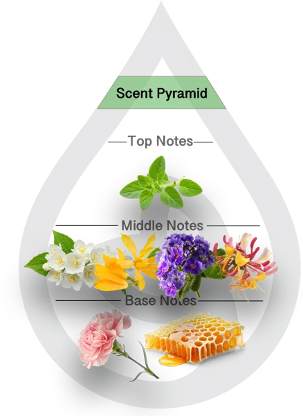 Scent Pyramid for Honeysuckle Clean Fragrance