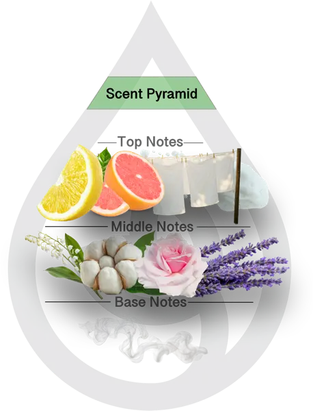 Scent Pyramid for La Jolla Lavender Clean Fragrance