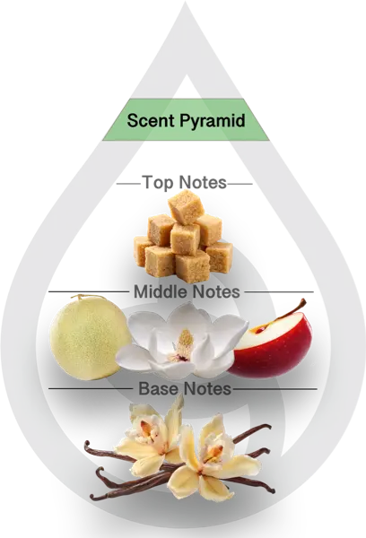 Scent Pyramid for Magnolia Dreams Clean Fragrance