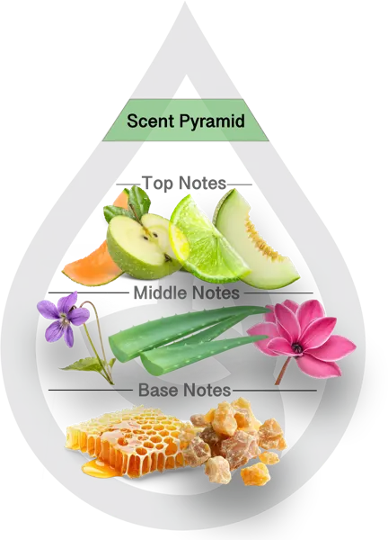 Scent Pyramid for Agave Clean Fragrance