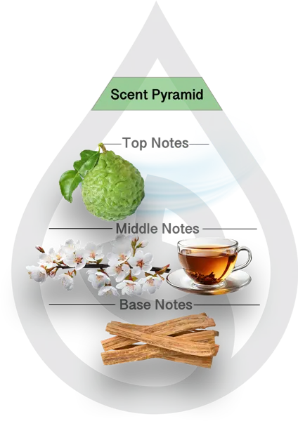 Scent Pyramid for Napa Bergamot Clean Fragrance