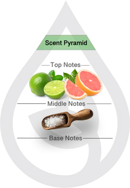 Scent Pyramid for Paloma Clean Fragrance
