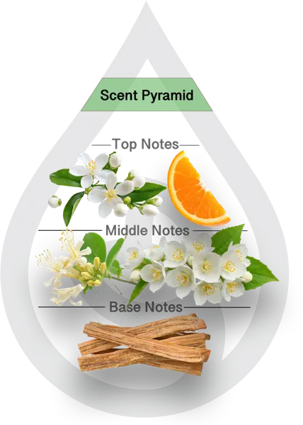 Scent Pyramid for Pikake CF + Hawaiian Sandalwood