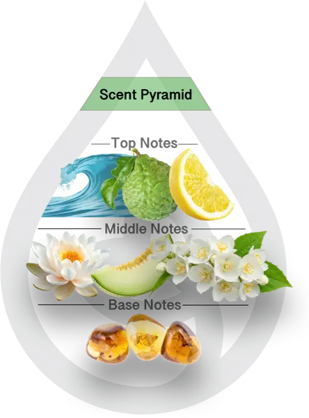 Scent Pyramid for The Ritz Carlton Type Clean Fragrance
