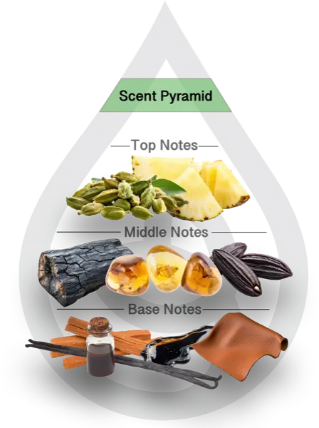 Scent Pyramid for Rodeo Drive Clean Fragrance