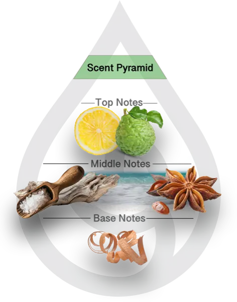 Scent Pyramid for Shore Thing Clean Fragrance