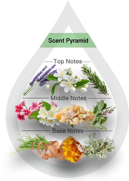 Scent Pyramid for Silver Sylva Clean Fragrance