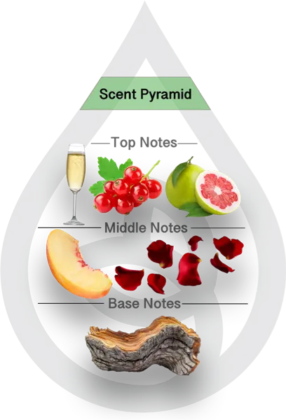 Scent Pyramid for Sparkling Cuvee Type Clean Fragrance