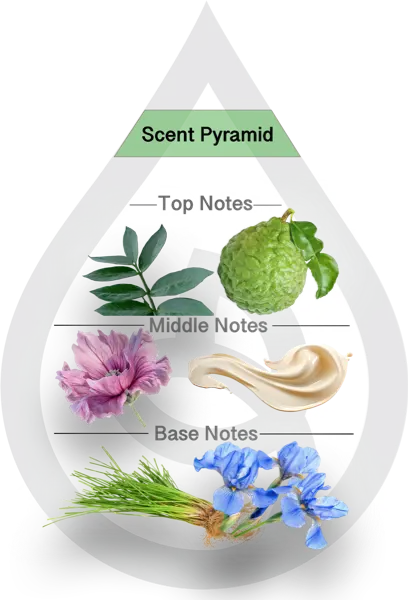Scent Pyramid for Sweet Spring Musk Clean Fragrance