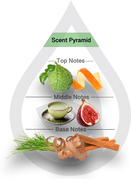Scent Pyramid for The Matcha 26 Type Clean Fragrance