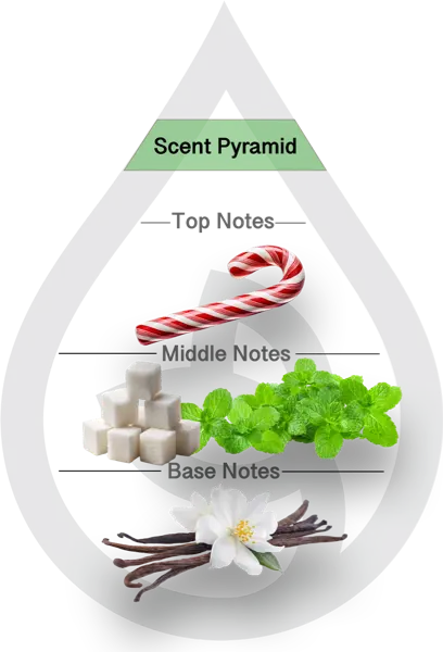 Scent Pyramid for Twisted Peppermint Clean Fragrance