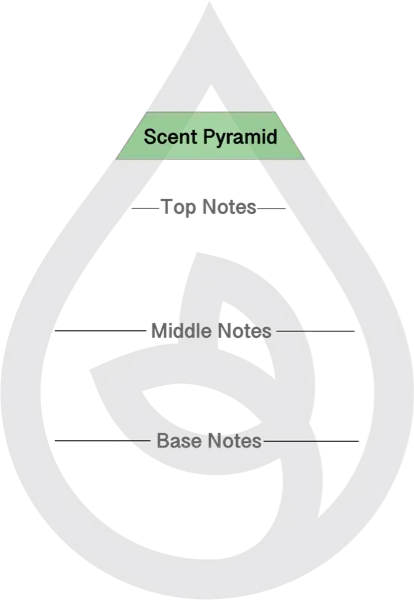 Scent Pyramid for Vanilla B Clean Fragrance
