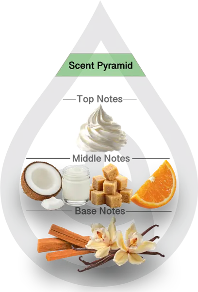 Scent Pyramid for Coconut B Clean Fragrance