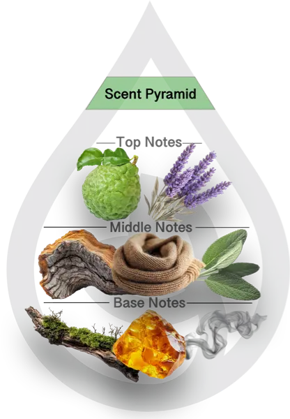 Scent Pyramid for Velvet Musk Clean Fragrance