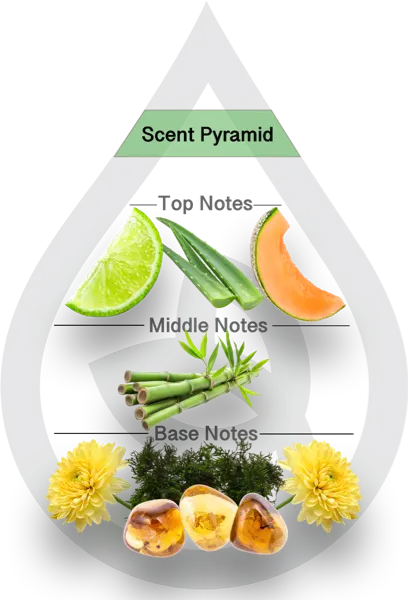 Scent Pyramid for Himalayan Bamboo Clean Fragrance