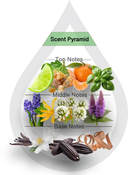 Scent Pyramid for White Clover Clean Fragrance