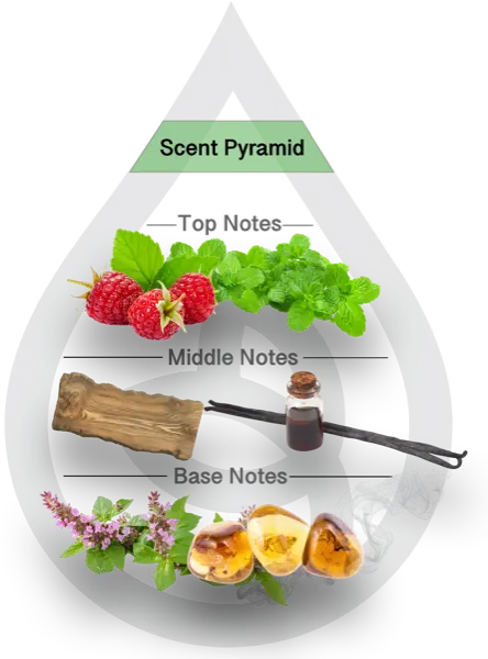 Scent Pyramid for White Musk Clean Fragrance