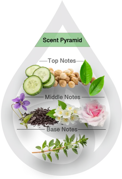 Scent Pyramid for White Tea & Thyme Clean Fragrance