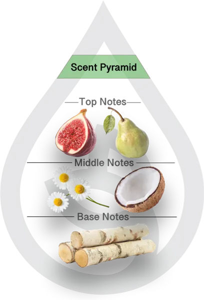 Scent Pyramid for White Pear & Fig Clean Fragrance