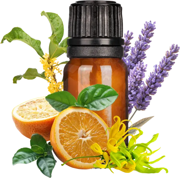 Focus EO Blend - Essential Oils