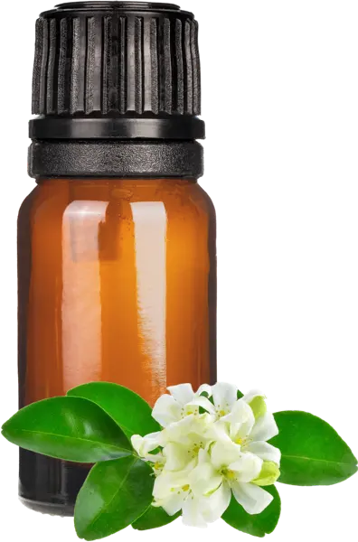 Jasmine sambac Abs - Essential Oils