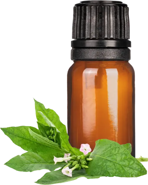 Tobacco Absolute - Essential Oils