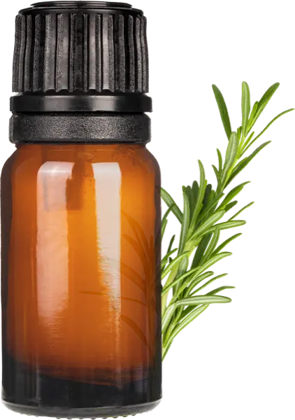 Rosemary Antioxidant CO2 Powder - Essential Oils