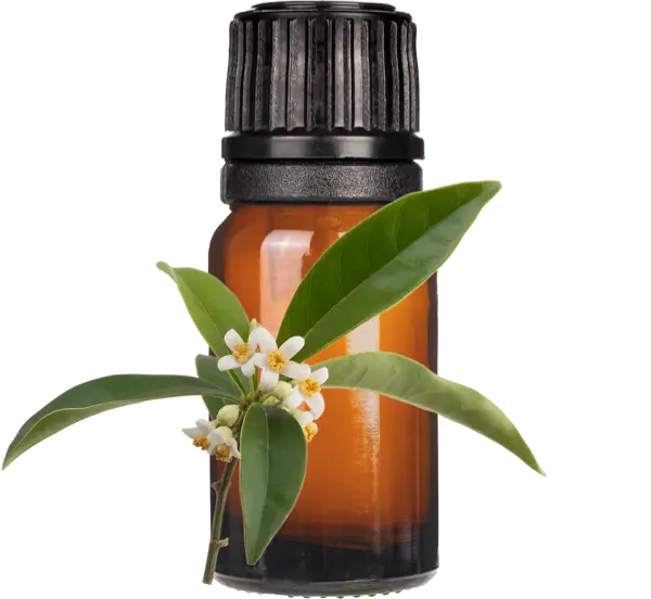 Living Osmanthus Fragrance